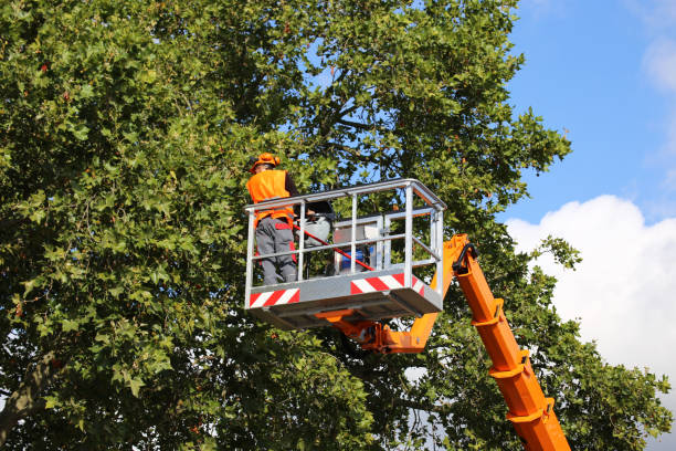 Large Tree Removal in Sterling, KS